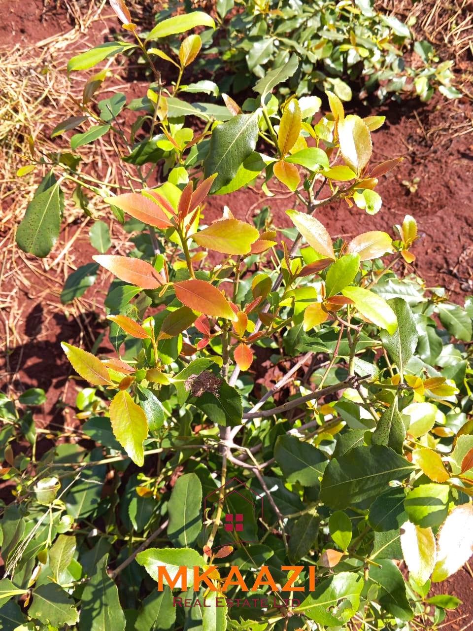17-acre income-generating farm for sale in Mata, Taveta featuring mature Muguka cultivation, a 6-million-litre dam, borehole, irrigation system, indigenous trees, and electric fencing.