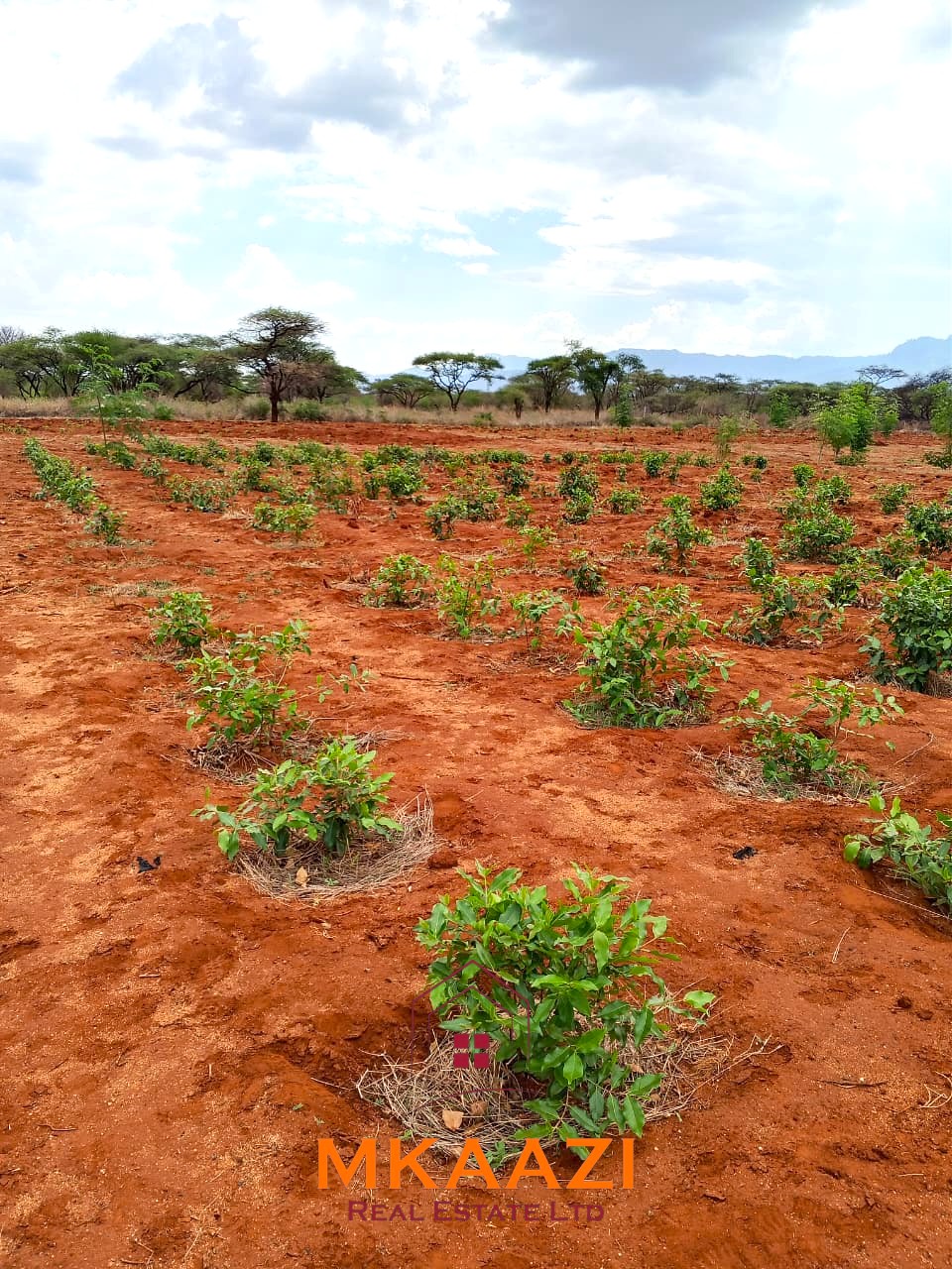 17-acre income-generating farm for sale in Mata, Taveta featuring mature Muguka cultivation, a 6-million-litre dam, borehole, irrigation system, indigenous trees, and electric fencing.
