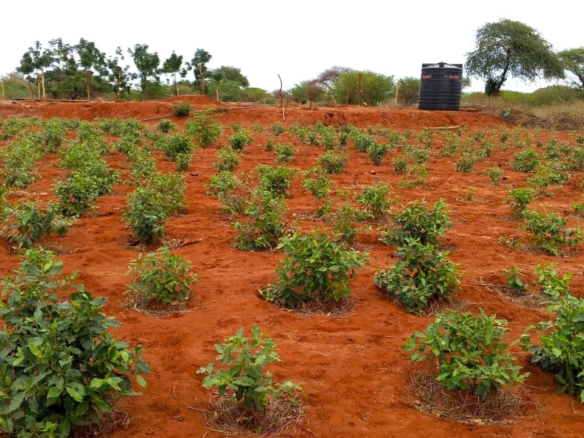 17-acre income-generating farm for sale in Mata, Taveta featuring mature Muguka cultivation, a 6-million-litre dam, borehole, irrigation system, indigenous trees, and electric fencing.