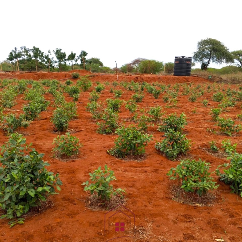 17-acre income-generating farm for sale in Mata, Taveta featuring mature Muguka cultivation, a 6-million-litre dam, borehole, irrigation system, indigenous trees, and electric fencing.