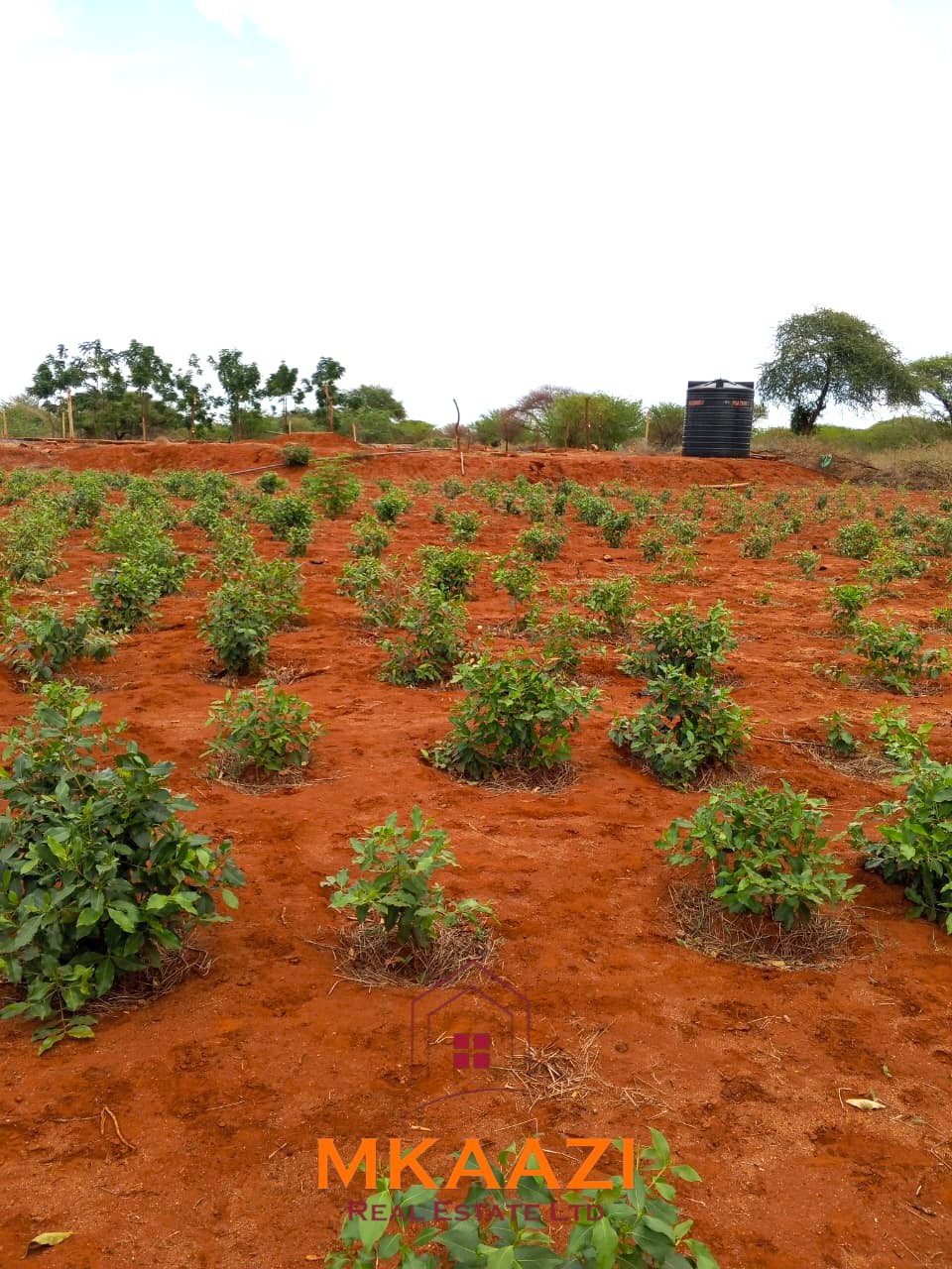 17-acre income-generating farm for sale in Mata, Taveta featuring mature Muguka cultivation, a 6-million-litre dam, borehole, irrigation system, indigenous trees, and electric fencing.
