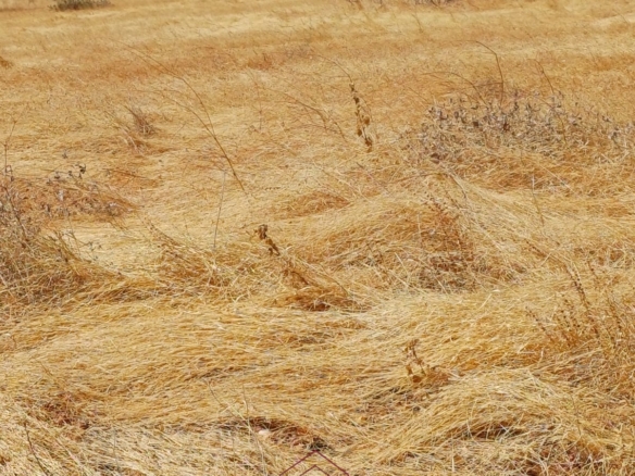 100,986.71-acre freehold ranch and development land for sale in Archers Post, Samburu with permanent rivers, airstrip, high groundwater potential, and ideal for conservation, ranching, tourism, and agriculture.