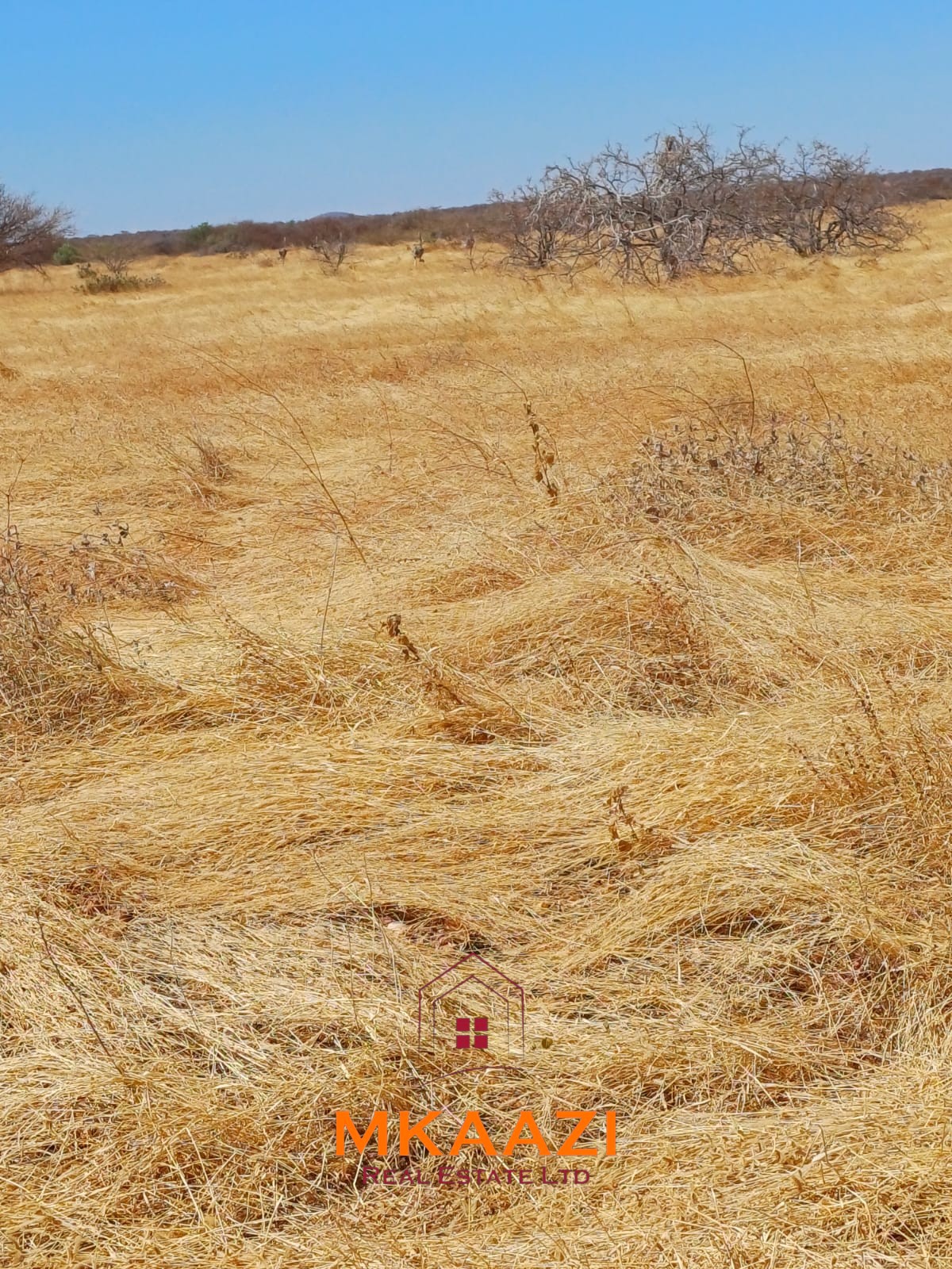 100,986 Acre Ranch for Sale in Samburu 100,986.71-acre freehold ranch and development land for sale in Archers Post, Samburu with permanent rivers, airstrip, high groundwater potential, and ideal for conservation, ranching, tourism, and agriculture.