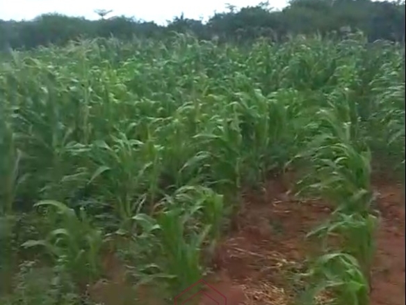 3.75-acre second-row beach plot for sale on Manda Island, Lamu, adjacent to Manda Airport and ideal for resort, eco-lodge, holiday home, or tourism development.