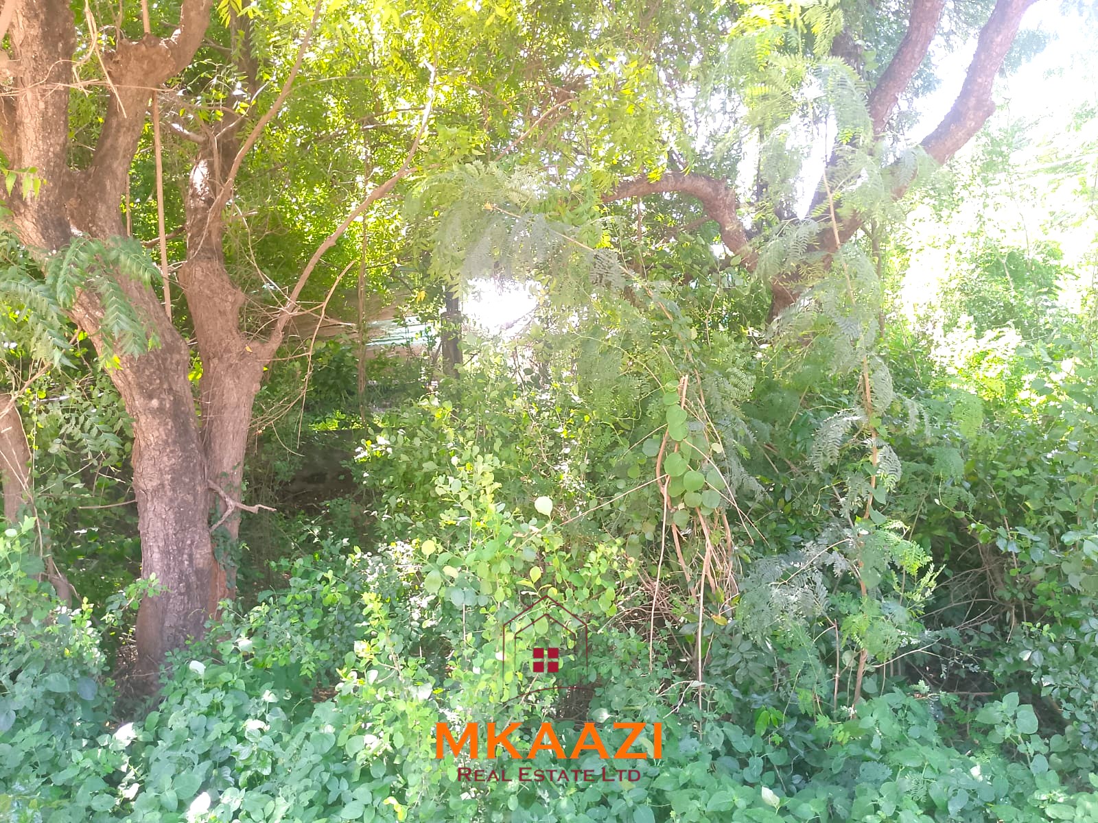 Half-Acre Plot on Casuarina Road Malindi for Sale Half-acre road frontage plot for sale on Casuarina Road, Malindi, near the beach and Marine Park, suitable for apartments, restaurants, resorts, and hospitality developments.