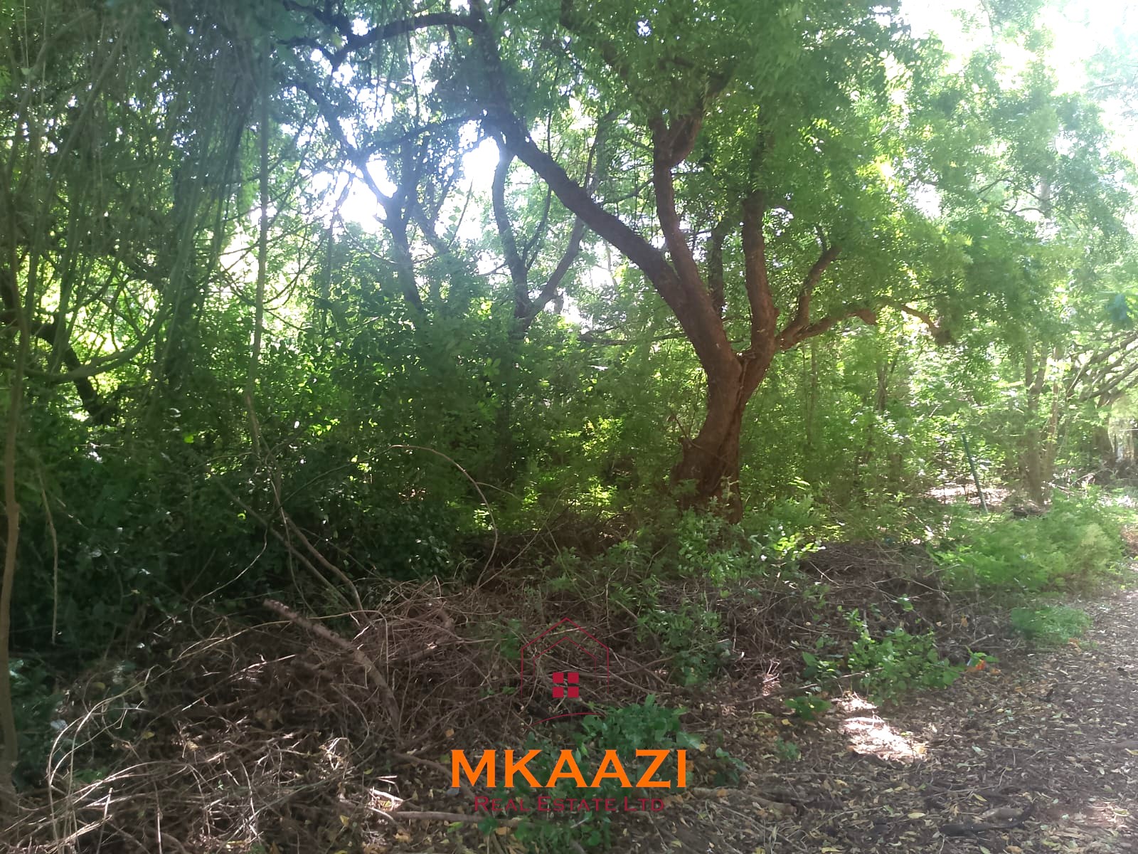 Half-Acre Plot on Casuarina Road Malindi for Sale Half-acre road frontage plot for sale on Casuarina Road, Malindi, near the beach and Marine Park, suitable for apartments, restaurants, resorts, and hospitality developments.