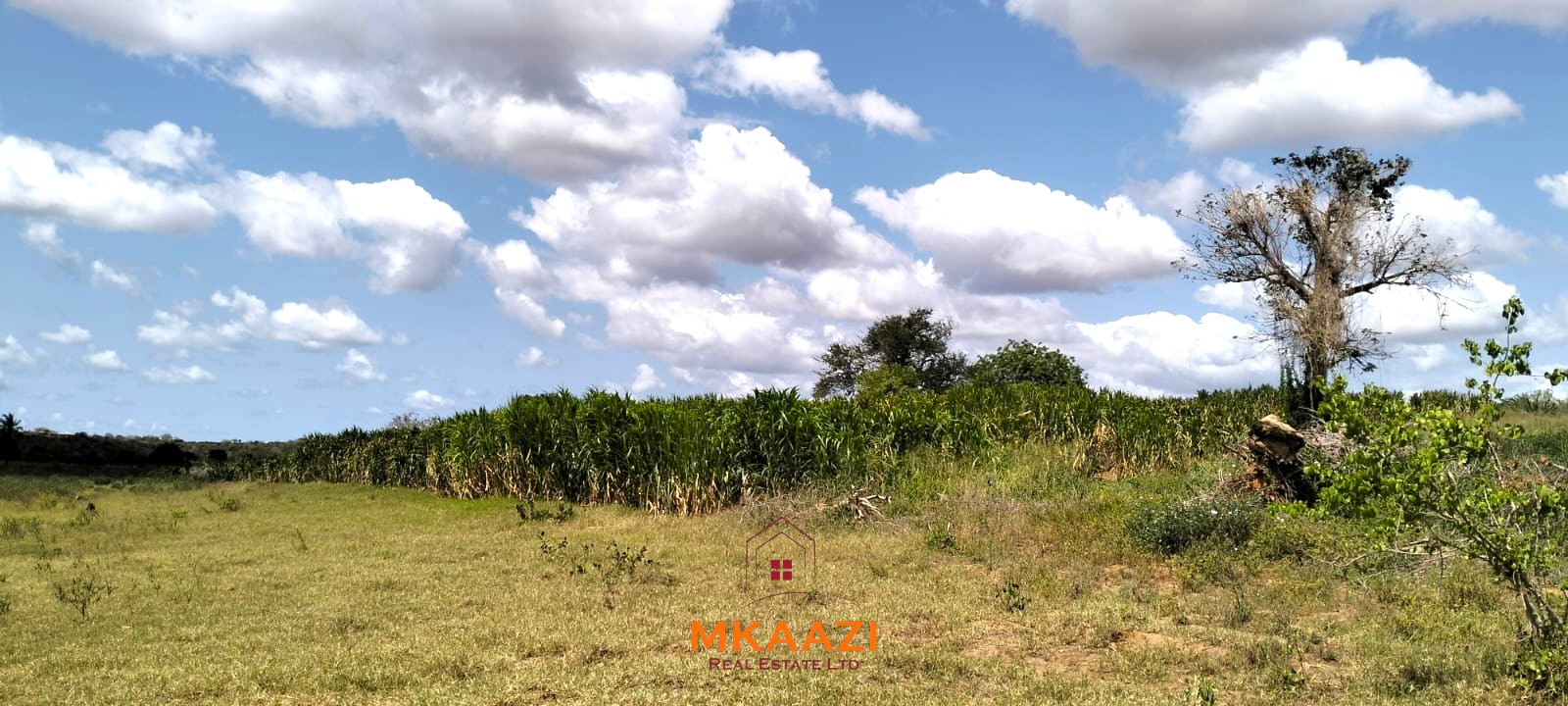 7-acre freehold agricultural land for sale or lease in Nyamala near River Sabaki with red soil, irrigation access, Napier grass cultivation, and elevated flood-safe terrain.