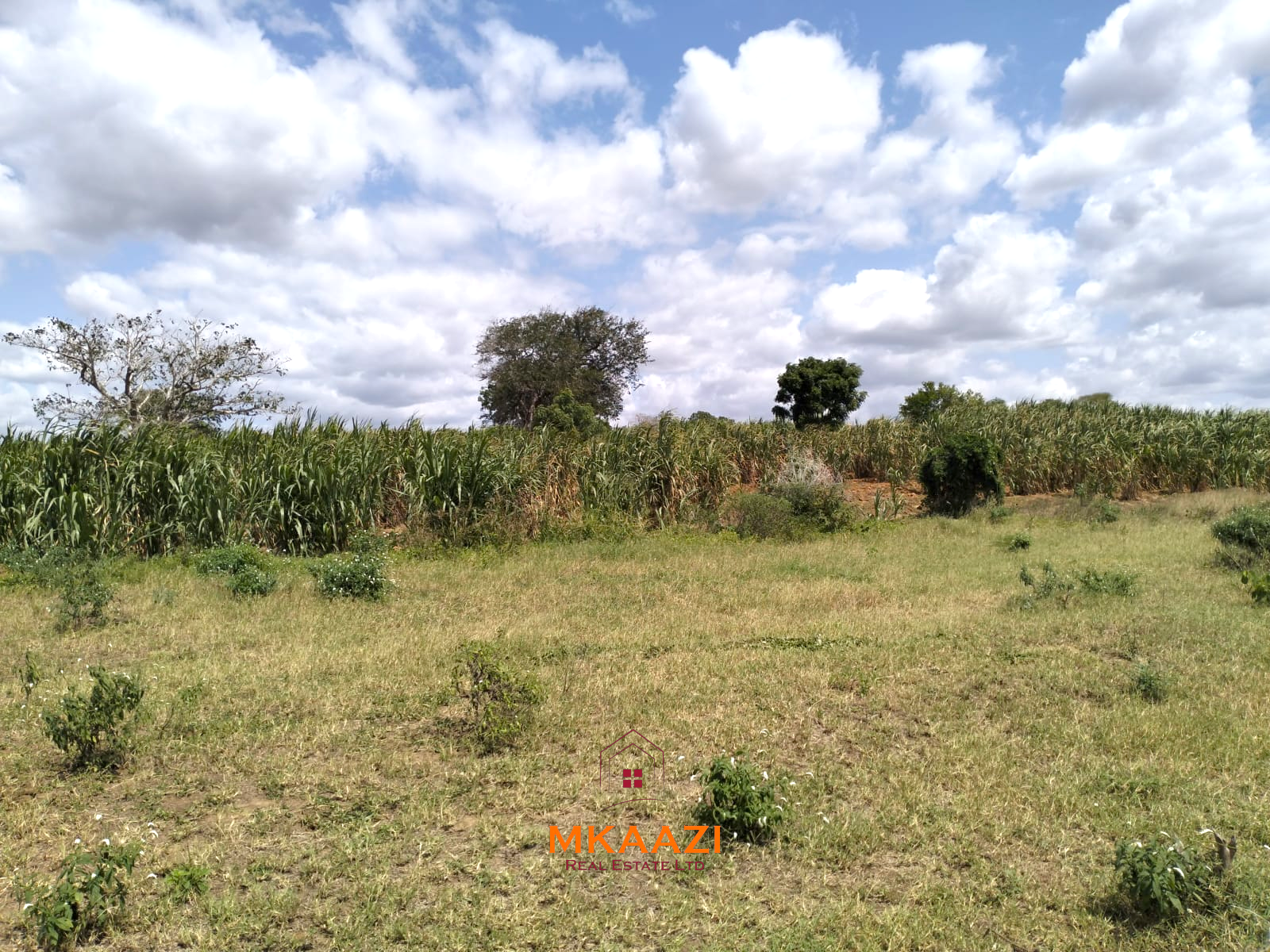 7-acre freehold agricultural land for sale or lease in Nyamala near River Sabaki with red soil, irrigation access, Napier grass cultivation, and elevated flood-safe terrain.