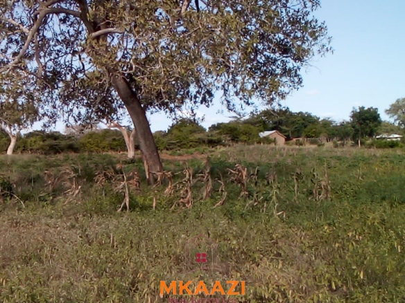 Prime 5-acre land for sale in Kakoneni Malindi located second row from the tarmac road with freehold title, electricity and water on site.