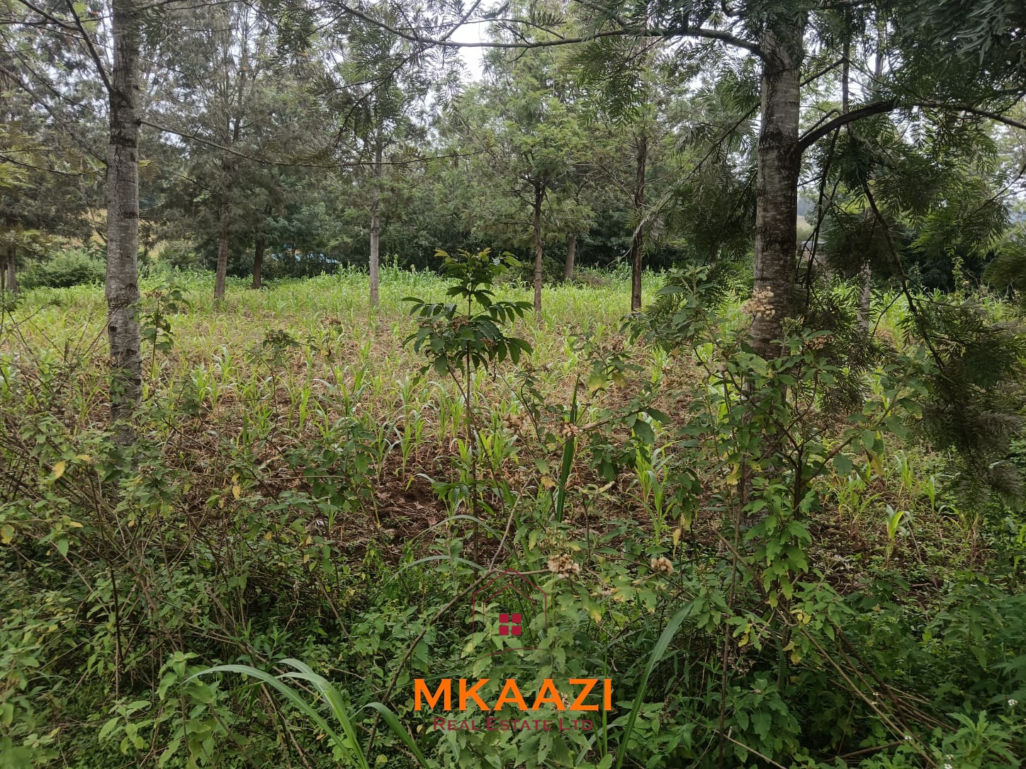 Prime 1/8-acre residential plots for sale in Kaara Area, Ngong Town near Ngong Police Station and the Ngong Archdiocese Catholic Bishop's residence.