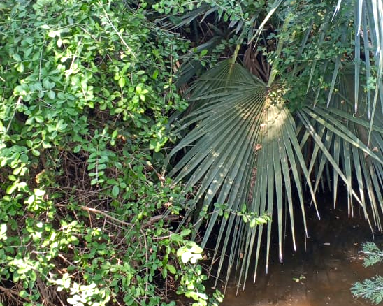 8,366-acre freehold ranch on the banks of the Ewaso Nyiro River with a permanent river running through the property, ideal for agriculture, ranching, conservation, and investment.