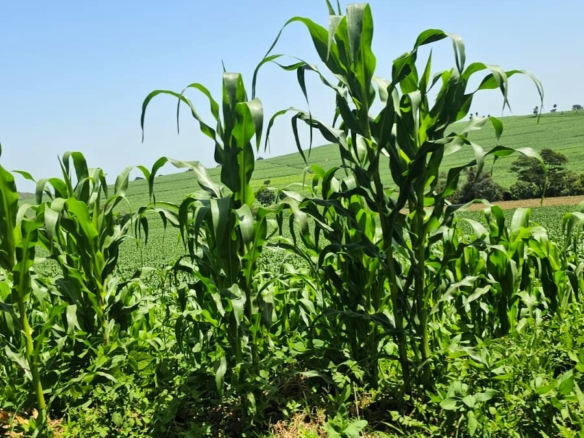 500-acre freehold agricultural land for sale in Gwakahiga, Subukia, Nakuru County with permanent river frontage, dams, fertile soils, and four clean title deeds.