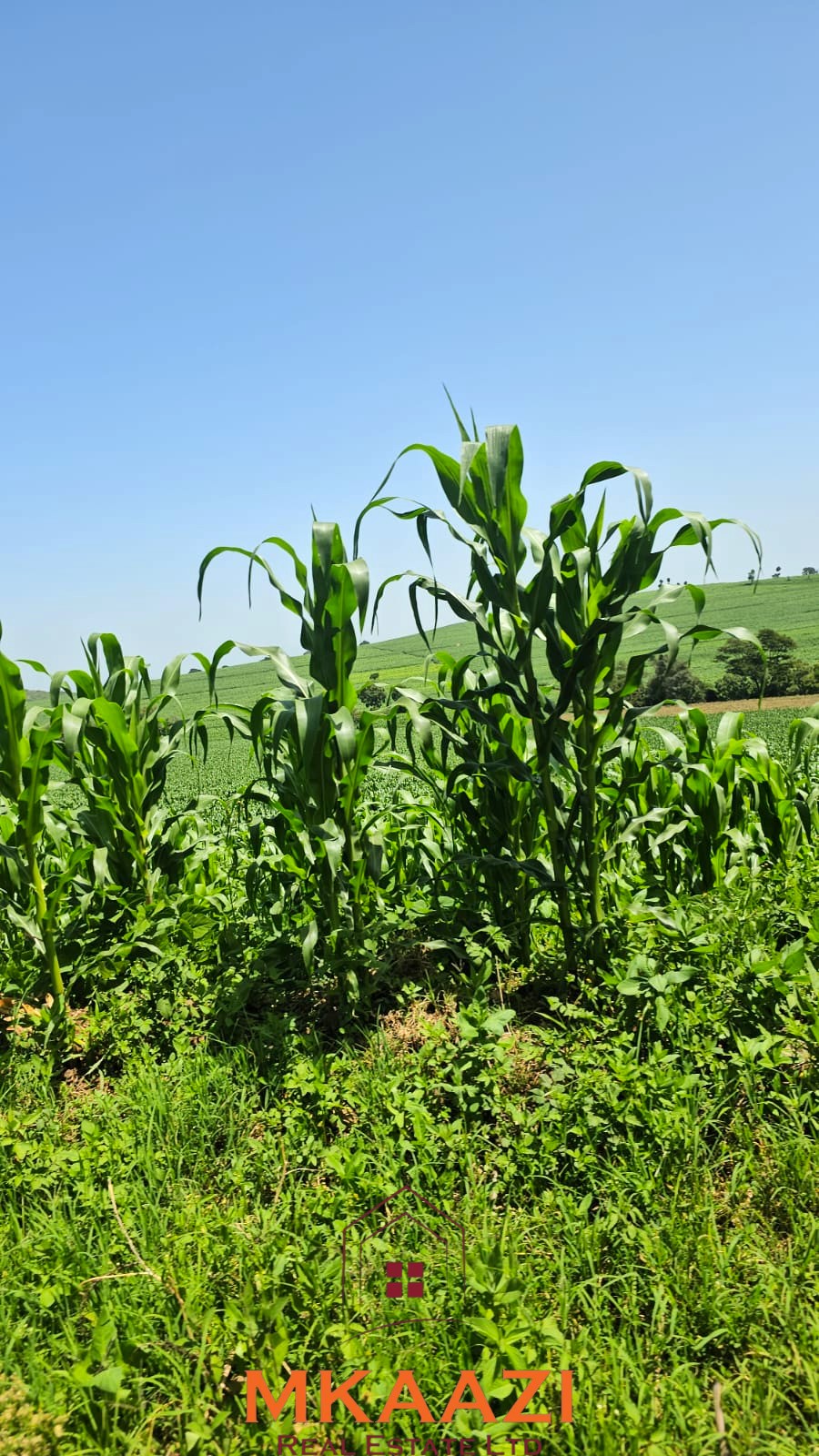 500 Acre Freehold Farm for Sale in Subukia 500-acre freehold agricultural land for sale in Gwakahiga, Subukia, Nakuru County with permanent river frontage, dams, fertile soils, and four clean title deeds.