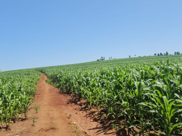 500-acre freehold agricultural land for sale in Gwakahiga, Subukia, Nakuru County with permanent river frontage, dams, fertile soils, and four clean title deeds.