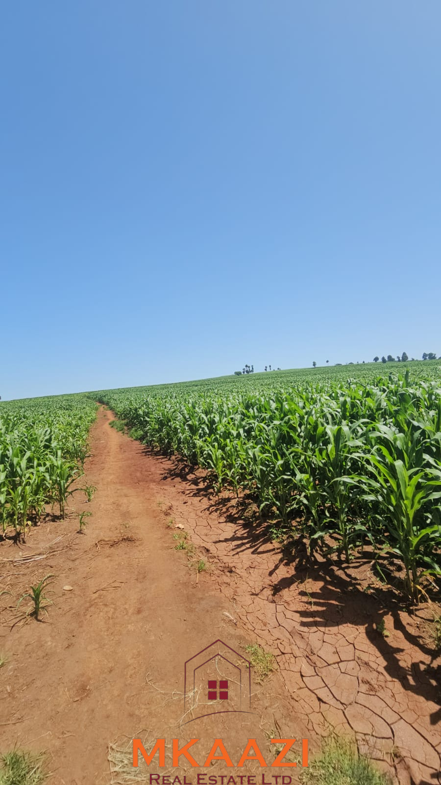 500 Acre Freehold Farm for Sale in Subukia 500-acre freehold agricultural land for sale in Gwakahiga, Subukia, Nakuru County with permanent river frontage, dams, fertile soils, and four clean title deeds.
