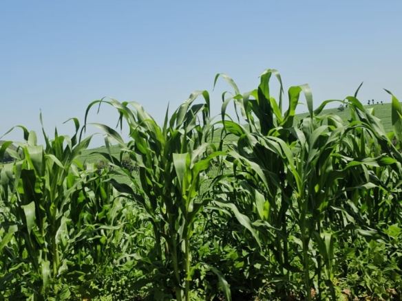 500-acre freehold agricultural land for sale in Gwakahiga, Subukia, Nakuru County with permanent river frontage, dams, fertile soils, and four clean title deeds.
