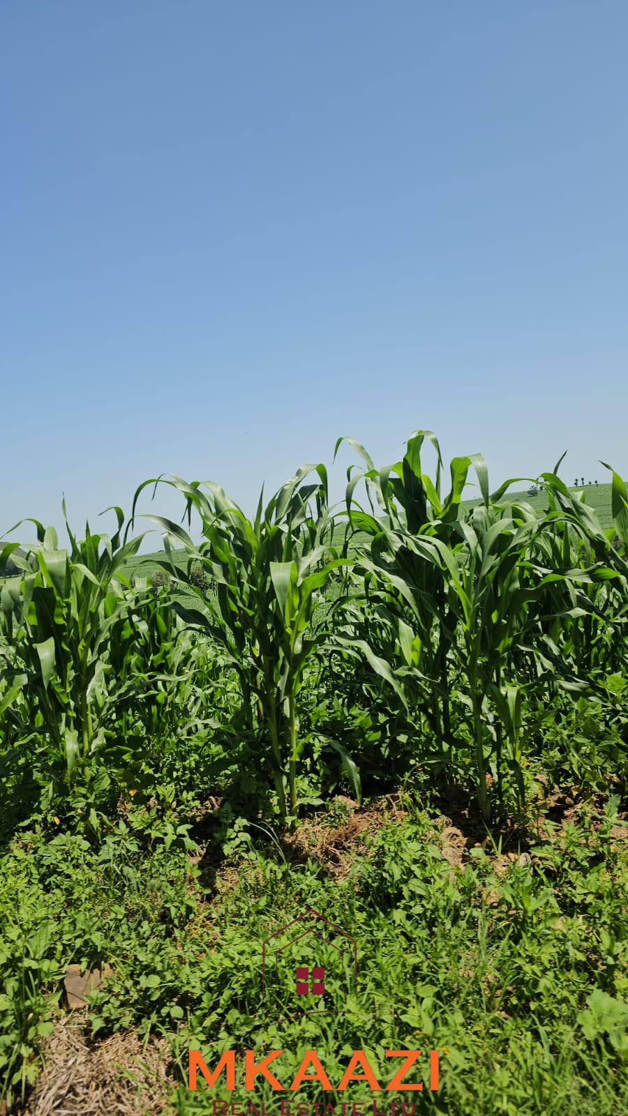 500 Acre Freehold Farm for Sale in Subukia 500-acre freehold agricultural land for sale in Gwakahiga, Subukia, Nakuru County with permanent river frontage, dams, fertile soils, and four clean title deeds.