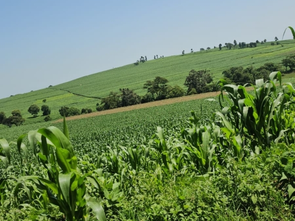 500-acre freehold agricultural land for sale in Gwakahiga, Subukia, Nakuru County with permanent river frontage, dams, fertile soils, and four clean title deeds.