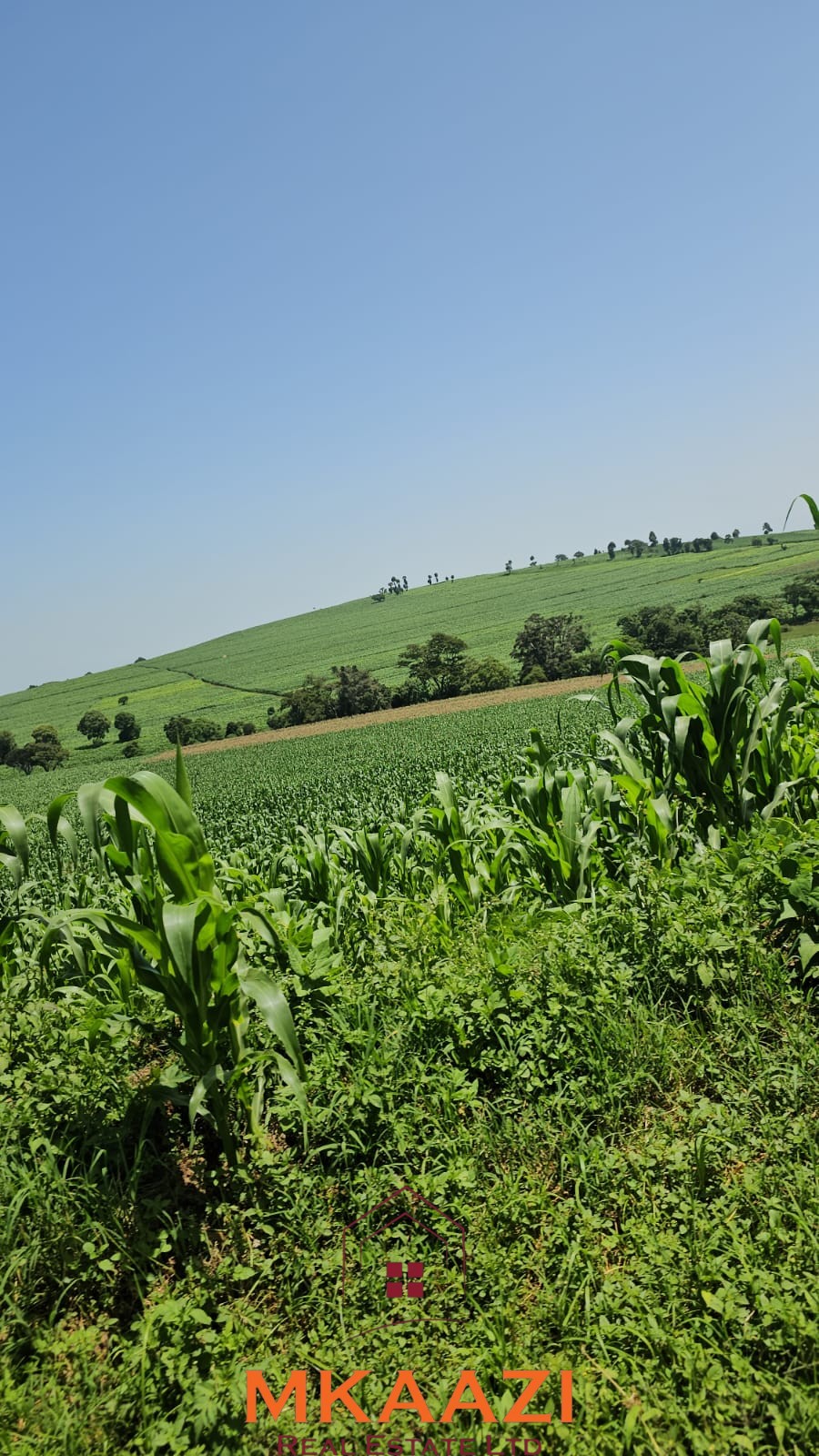 500 Acre Freehold Farm for Sale in Subukia500 Acre Freehold Farm for Sale in Subukia 500-acre freehold agricultural land for sale in Gwakahiga, Subukia, Nakuru County with permanent river frontage, dams, fertile soils, and four clean title deeds.