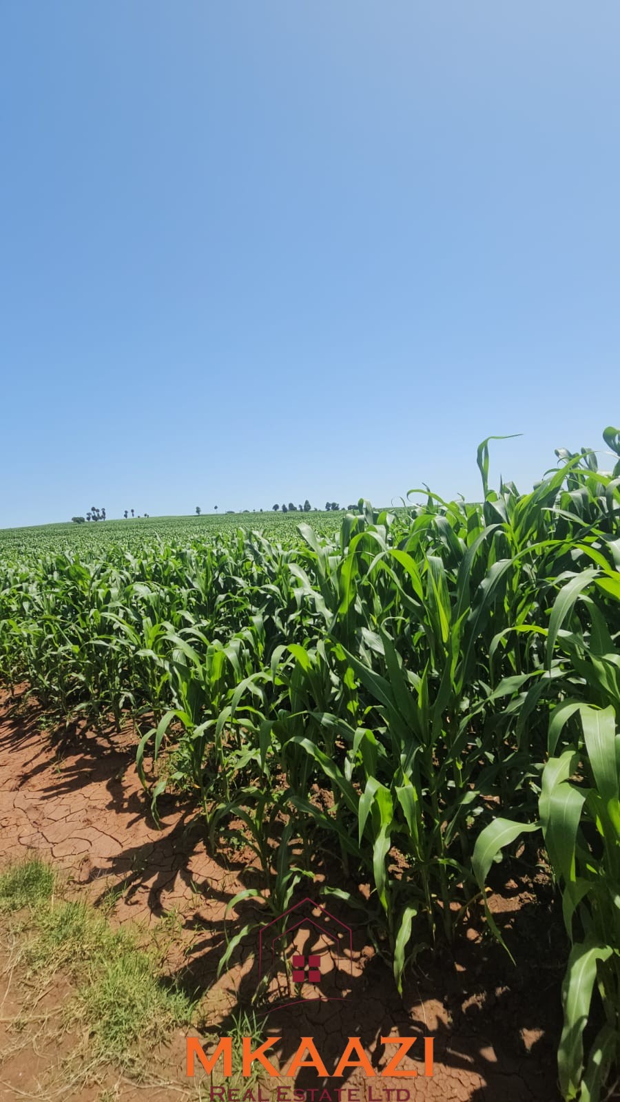 500 Acre Freehold Farm for Sale in Subukia 500-acre freehold agricultural land for sale in Gwakahiga, Subukia, Nakuru County with permanent river frontage, dams, fertile soils, and four clean title deeds.