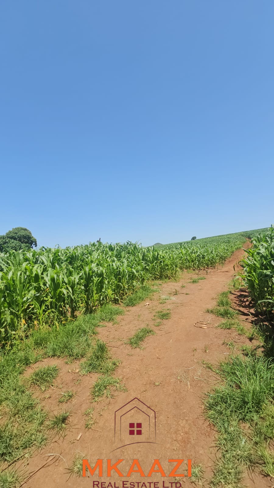 500 Acre Freehold Farm for Sale in Subukia 500-acre freehold agricultural land for sale in Gwakahiga, Subukia, Nakuru County with permanent river frontage, dams, fertile soils, and four clean title deeds.