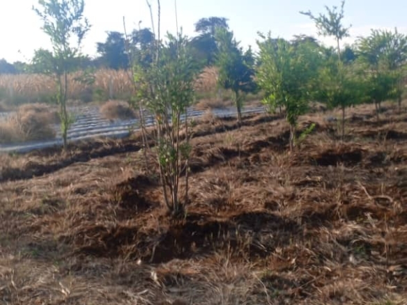 3-acre developed farm for sale in Kimashuku Mnadani, Moshi, Tanzania, featuring a farmhouse, 140-metre borehole, greenhouse, 200 apple trees, fruit trees and 5,000-litre water tank.