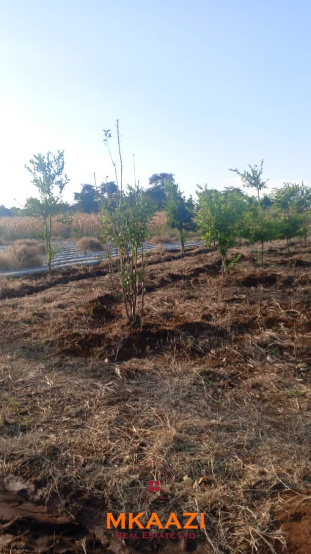 3-Acre Developed Farm for Sale in Moshi Tanzania 3-acre developed farm for sale in Kimashuku Mnadani, Moshi, Tanzania, featuring a farmhouse, 140-metre borehole, greenhouse, 200 apple trees, fruit trees and 5,000-litre water tank.