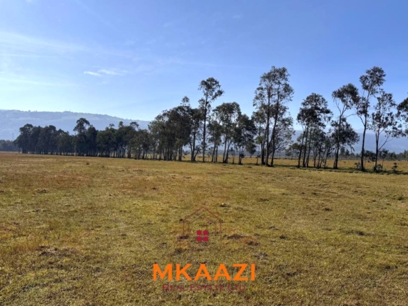 Prime 8-acre flat land for sale in Olborosat near the Aberdares, featuring natural grass, mature trees, a single title, and nearby power and water.