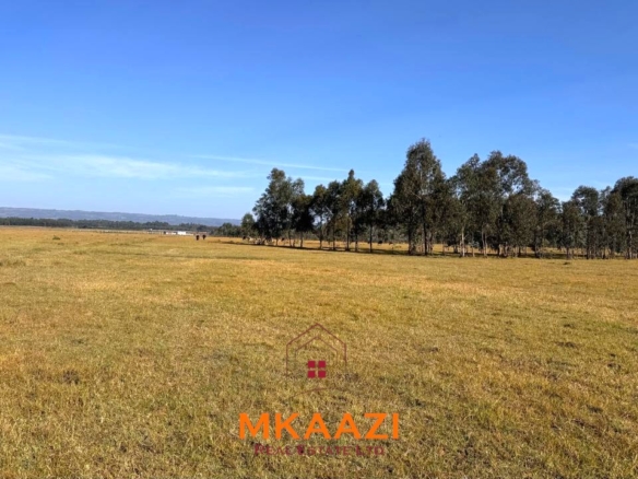 Prime 8-acre flat land for sale in Olborosat near the Aberdares, featuring natural grass, mature trees, a single title, and nearby power and water.
