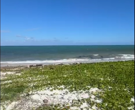 Prime 1.8-acre beachfront plot for sale in Mayungu featuring white sandy beach frontage, flat terrain, mature coconut trees, and a ready title.