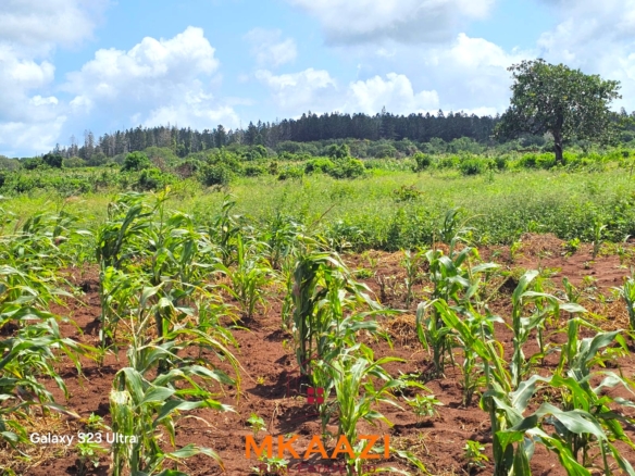 50×100 freehold plots for sale at Arabuko Heights Phase 3 in Kakuyuni with ready title deeds, piped water, easy road access, and beautiful views.
