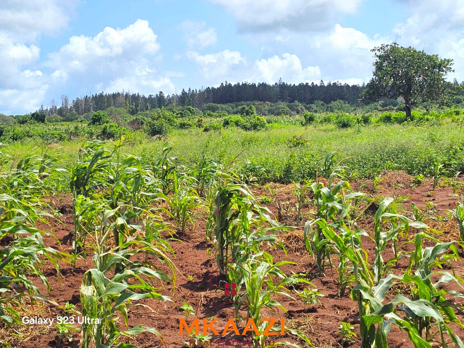 50×100 Plots for Sale in Kakuyuni | KES 499K 50×100 freehold plots for sale at Arabuko Heights Phase 3 in Kakuyuni with ready title deeds, piped water, easy road access, and beautiful views.