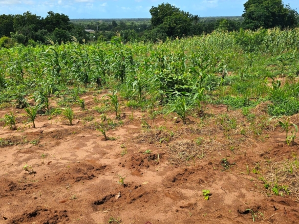 50×100 freehold plots for sale at Arabuko Heights Phase 3 in Kakuyuni with ready title deeds, piped water, easy road access, and beautiful views.