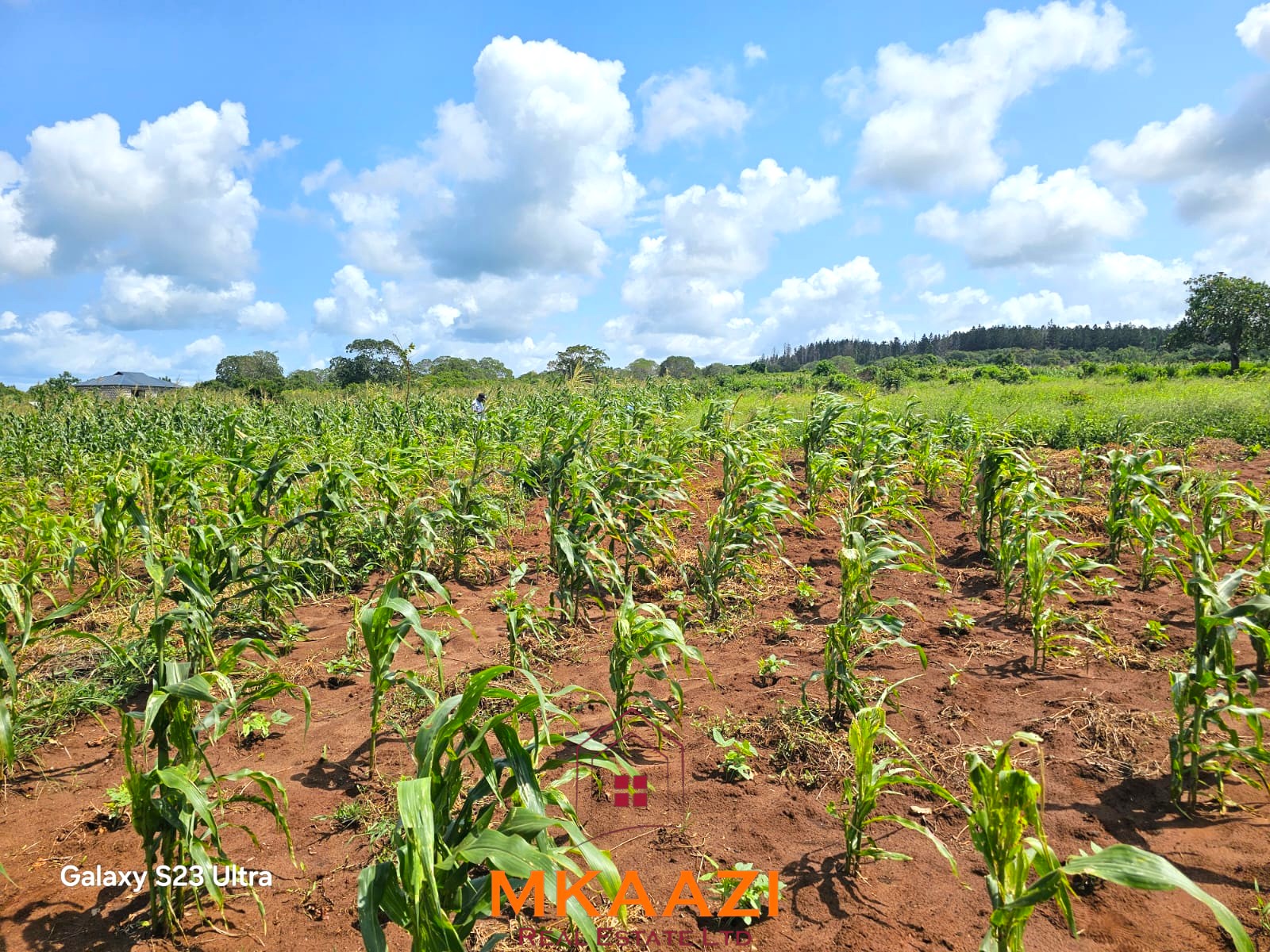 50×100 Plots for Sale in Kakuyuni | KES 499K 50×100 freehold plots for sale at Arabuko Heights Phase 3 in Kakuyuni with ready title deeds, piped water, easy road access, and beautiful views.