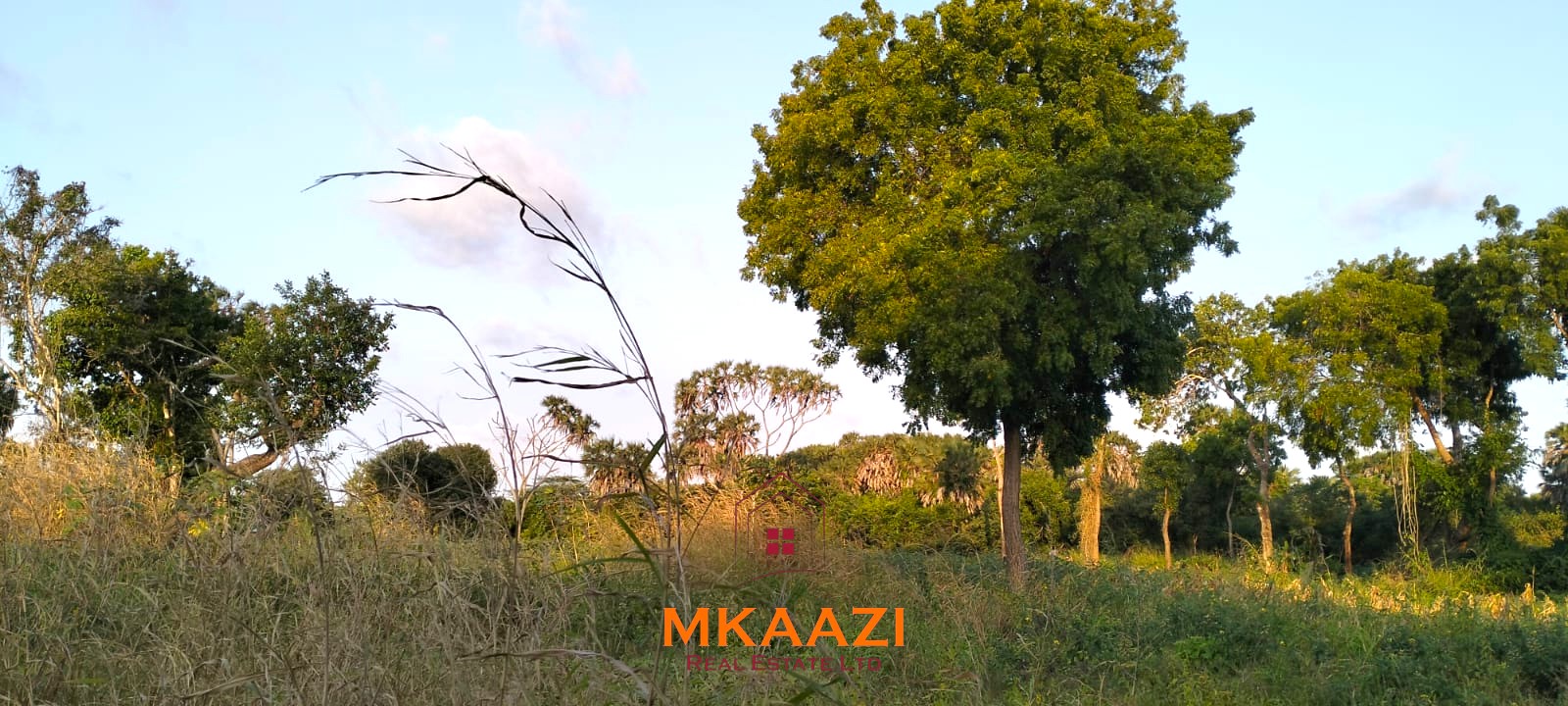 50×100 Plots for Sale in Hindi Reserve | 499K 50×100 plots for sale in Hindi Reserve at KSh 499,000. Only 15 units available, beaconed and with ready title deeds. Ideal for homes and land investment.