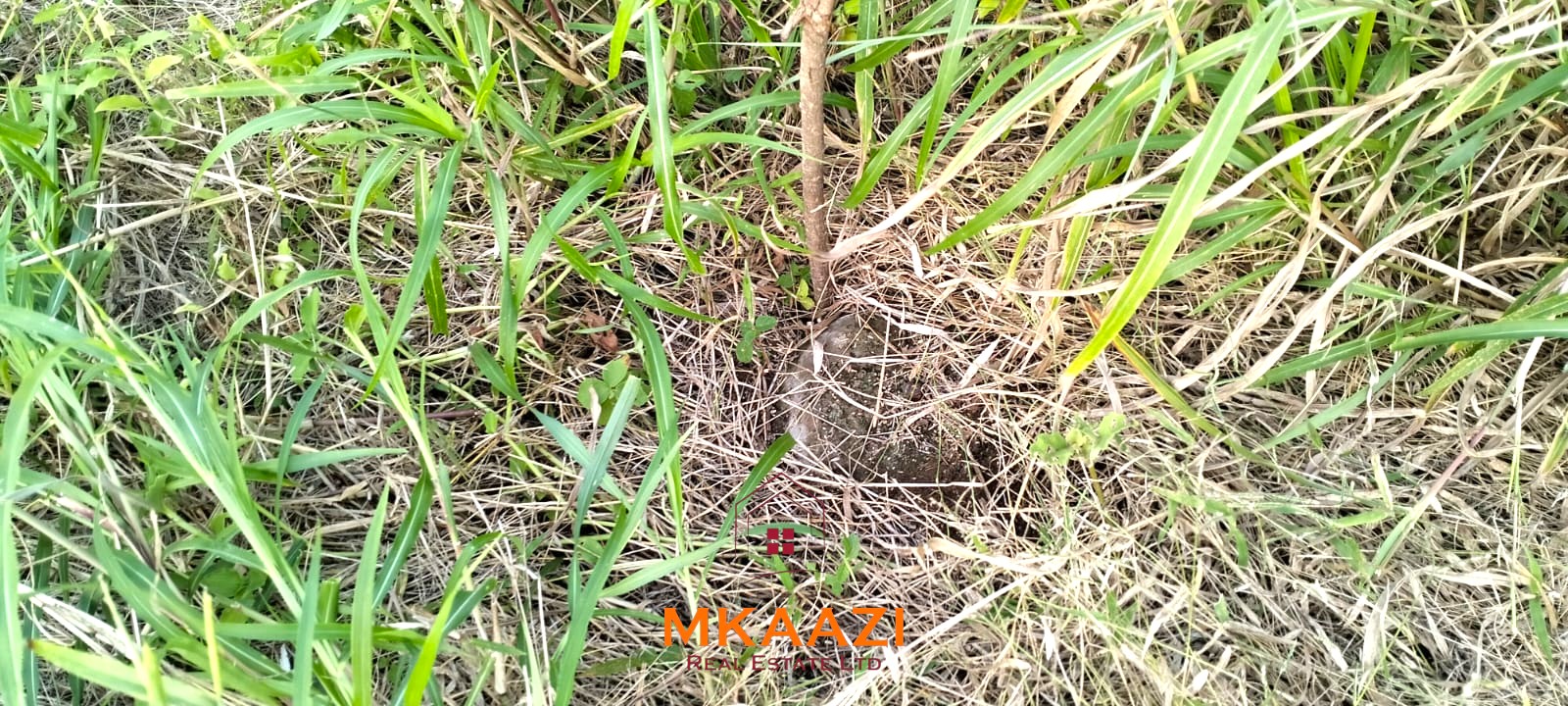 50×100 Plots for Sale in Hindi Reserve | 499K 50×100 plots for sale in Hindi Reserve at KSh 499,000. Only 15 units available, beaconed and with ready title deeds. Ideal for homes and land investment.