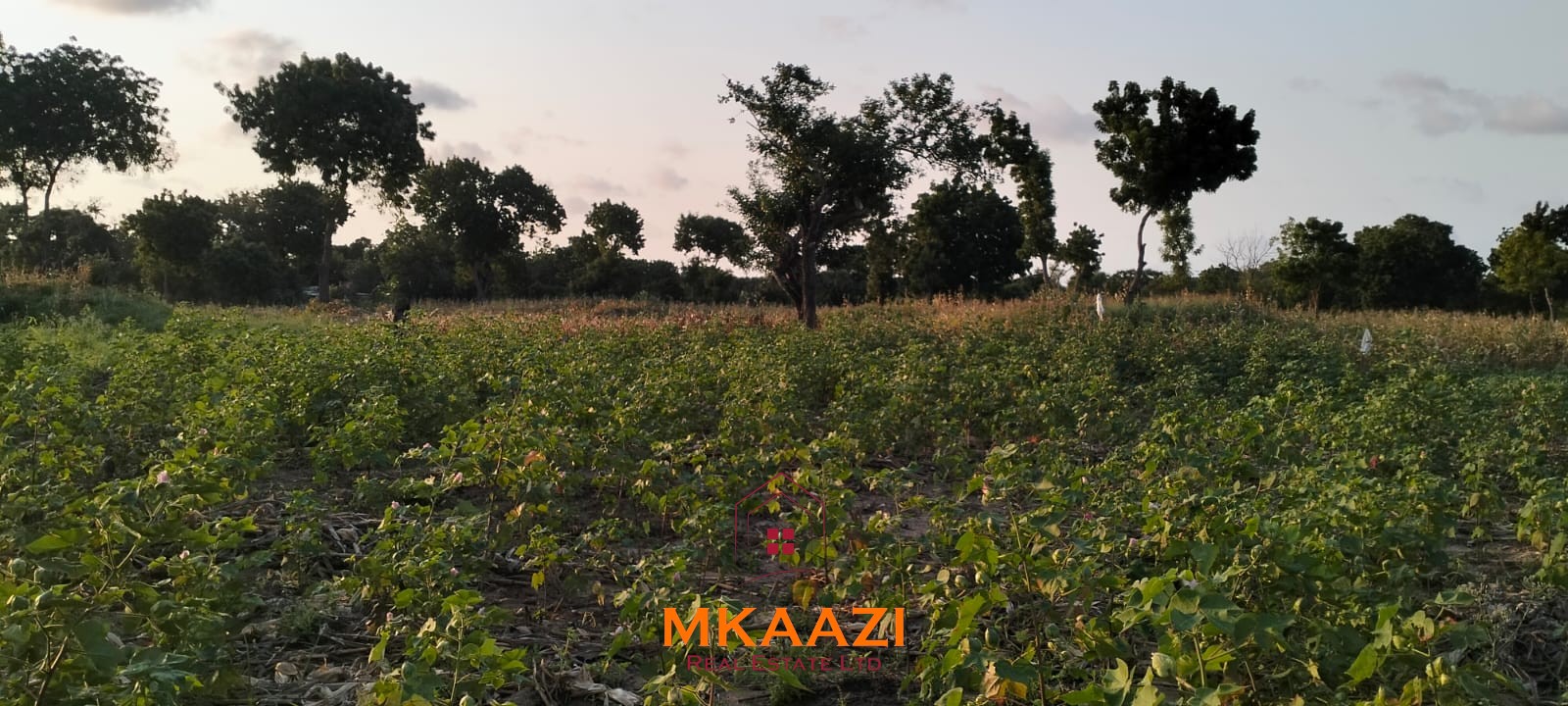50×100 Plots for Sale in Hindi Reserve | 499K 50×100 plots for sale in Hindi Reserve at KSh 499,000. Only 15 units available, beaconed and with ready title deeds. Ideal for homes and land investment.