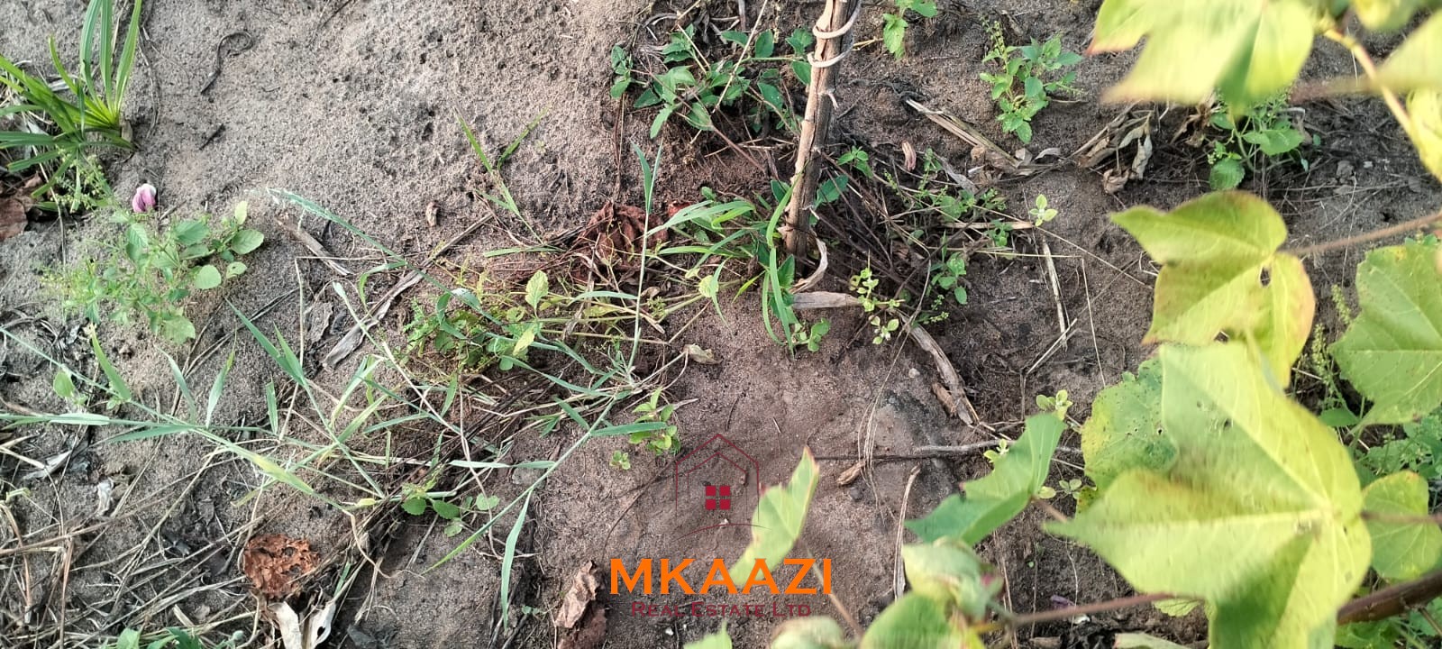 50×100 Plots for Sale in Hindi Reserve | 499K 50×100 plots for sale in Hindi Reserve at KSh 499,000. Only 15 units available, beaconed and with ready title deeds. Ideal for homes and land investment.