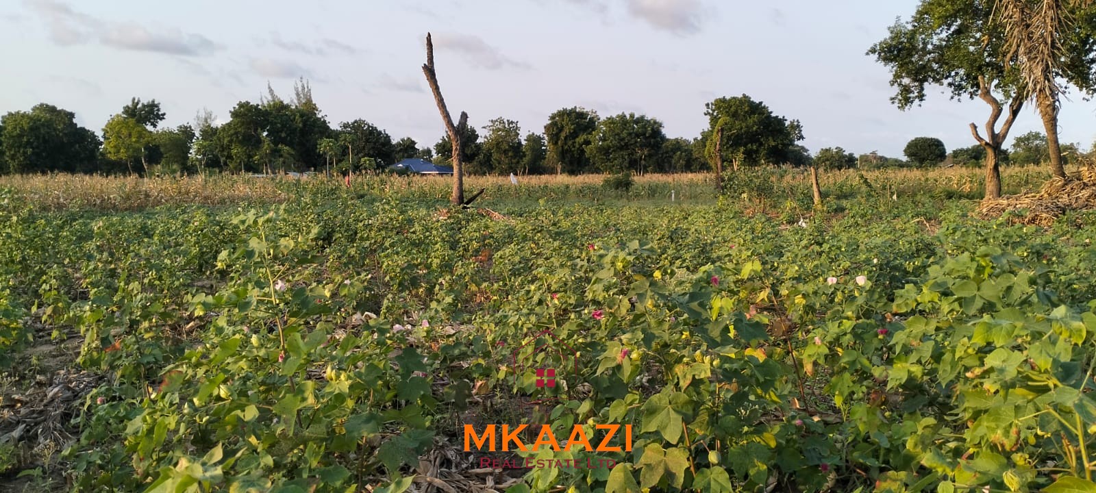 50×100 Plots for Sale in Hindi Reserve | 499K 50×100 plots for sale in Hindi Reserve at KSh 499,000. Only 15 units available, beaconed and with ready title deeds. Ideal for homes and land investment.