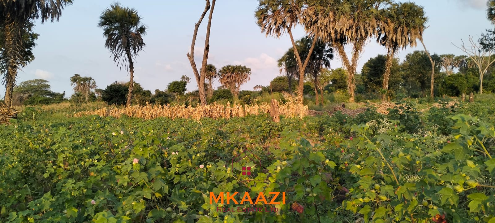 50×100 Plots for Sale in Hindi Reserve | 499K 50×100 plots for sale in Hindi Reserve at KSh 499,000. Only 15 units available, beaconed and with ready title deeds. Ideal for homes and land investment.