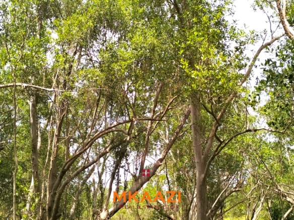 26,000 acres of prime land for sale in Lamu County, touching the LAPSET road connecting Lamu Port to Garissa, with a creek and mature mangrove forest. Asking KSh 230,000 per acre.