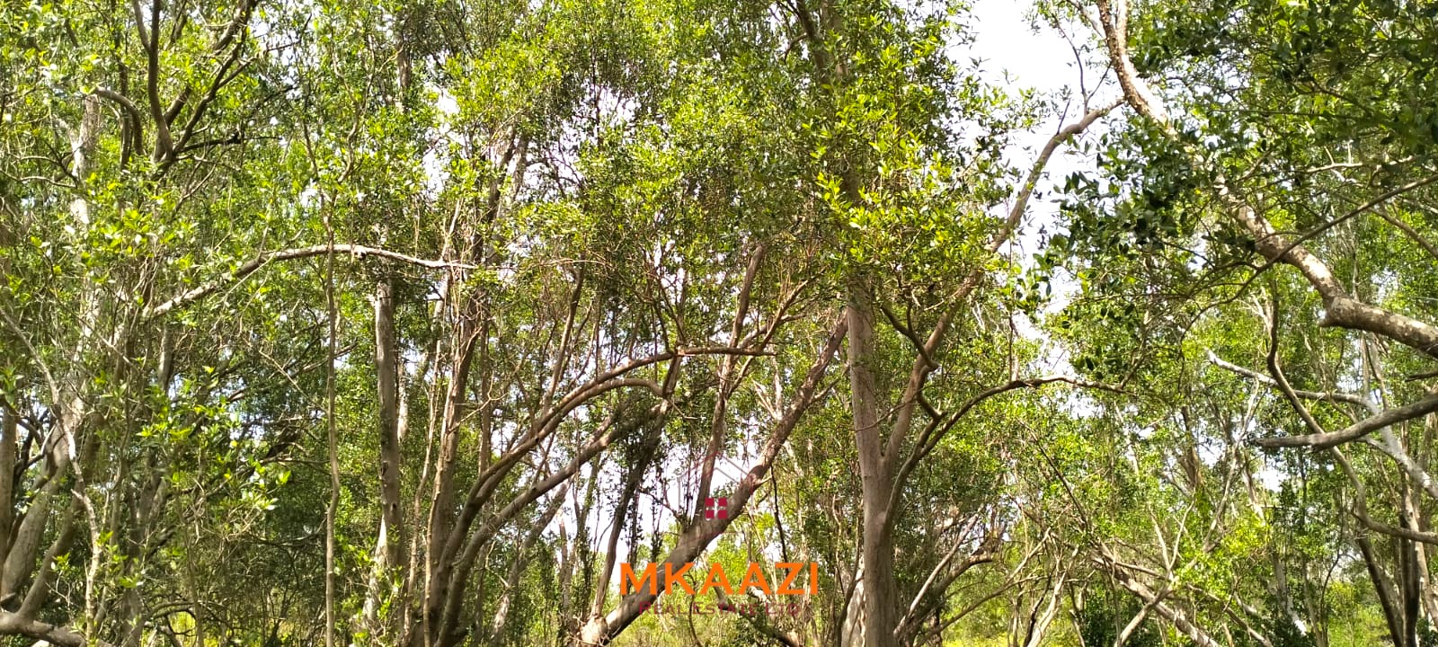 26,000 Acres for Sale in Lamu | LAPSET Corridor 26,000 acres of prime land for sale in Lamu County, touching the LAPSET road connecting Lamu Port to Garissa, with a creek and mature mangrove forest. Asking KSh 230,000 per acre.