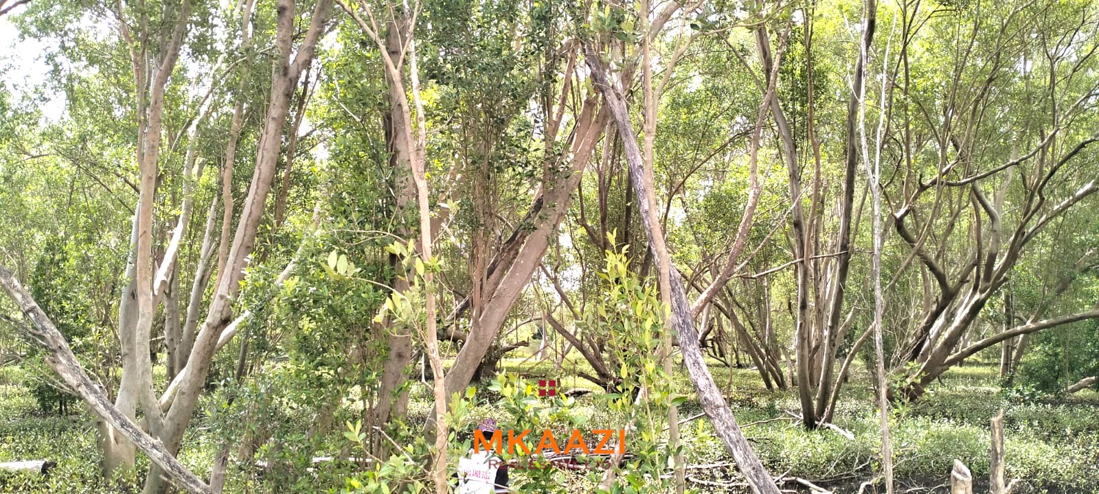 26,000 Acres for Sale in Lamu | LAPSET Corridor 26,000 acres of prime land for sale in Lamu County, touching the LAPSET road connecting Lamu Port to Garissa, with a creek and mature mangrove forest. Asking KSh 230,000 per acre.