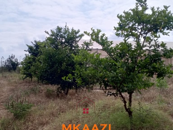 3-acre developed farm for sale in Kimashuku Mnadani, Moshi, Tanzania, featuring a farmhouse, 140-metre borehole, greenhouse, 200 apple trees, fruit trees and 5,000-litre water tank.