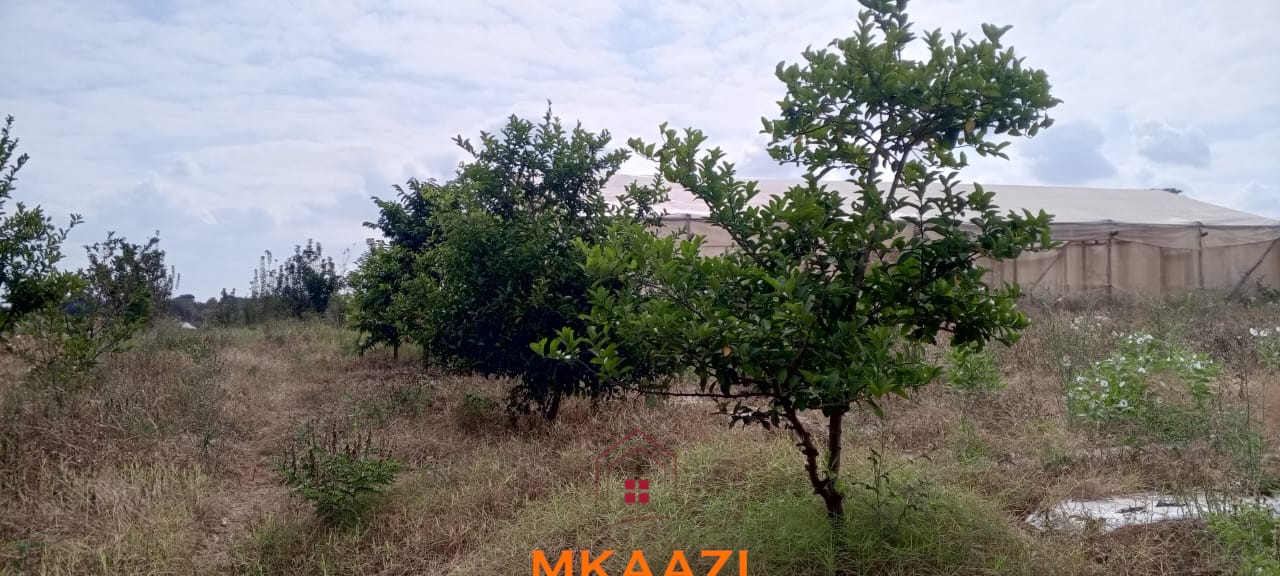3-Acre Developed Farm for Sale in Moshi Tanzania 3-acre developed farm for sale in Kimashuku Mnadani, Moshi, Tanzania, featuring a farmhouse, 140-metre borehole, greenhouse, 200 apple trees, fruit trees and 5,000-litre water tank.