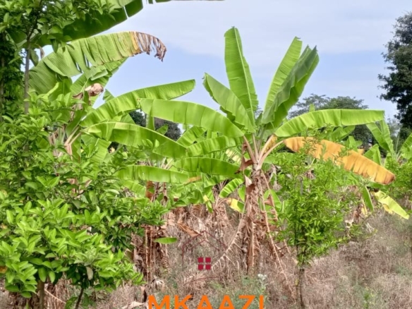 3-acre developed farm for sale in Kimashuku Mnadani, Moshi, Tanzania, featuring a farmhouse, 140-metre borehole, greenhouse, 200 apple trees, fruit trees and 5,000-litre water tank.