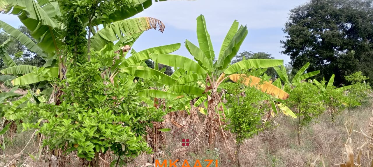 3-Acre Developed Farm for Sale in Moshi Tanzania 3-acre developed farm for sale in Kimashuku Mnadani, Moshi, Tanzania, featuring a farmhouse, 140-metre borehole, greenhouse, 200 apple trees, fruit trees and 5,000-litre water tank.
