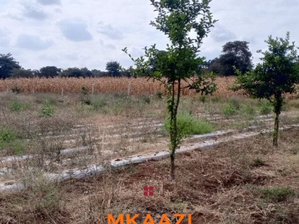 3-acre developed farm for sale in Kimashuku Mnadani, Moshi, Tanzania, featuring a farmhouse, 140-metre borehole, greenhouse, 200 apple trees, fruit trees and 5,000-litre water tank.