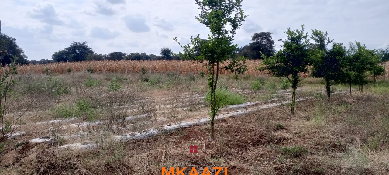 3-Acre Developed Farm for Sale in Moshi Tanzania 3-acre developed farm for sale in Kimashuku Mnadani, Moshi, Tanzania, featuring a farmhouse, 140-metre borehole, greenhouse, 200 apple trees, fruit trees and 5,000-litre water tank.