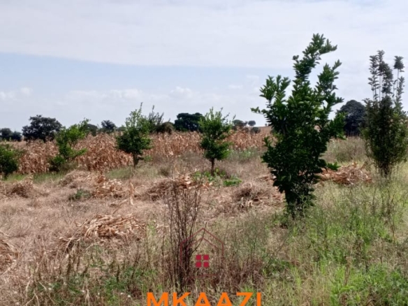 3-acre developed farm for sale in Kimashuku Mnadani, Moshi, Tanzania, featuring a farmhouse, 140-metre borehole, greenhouse, 200 apple trees, fruit trees and 5,000-litre water tank.